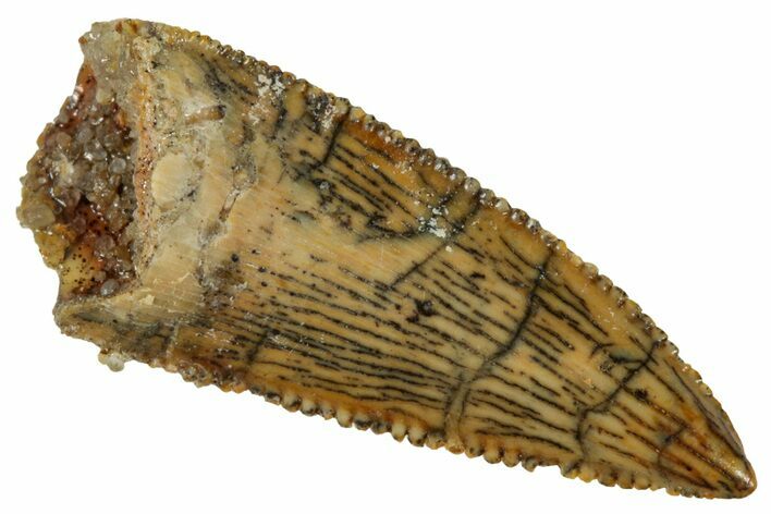 Serrated, Raptor Premaxillary Tooth - Real Dinosaur Tooth #254380